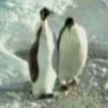Pinguin-Video starten